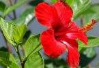 Hibiscus Rosa-Sinensis National flower of Malaysia