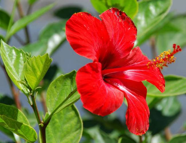 Hibiscus rosa-Sinensis: The National Flower of Malaysia