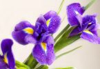 Iris national flower of france