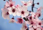 national flower of china: plum blossom