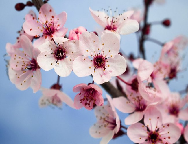 national flower of china: plum blossom