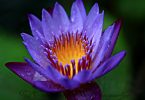 Blue Water Lily: national flower of Sri Lanka