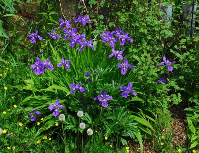 national flower of algeria: iris-tectorum