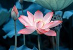 national flower of egypt: lotus