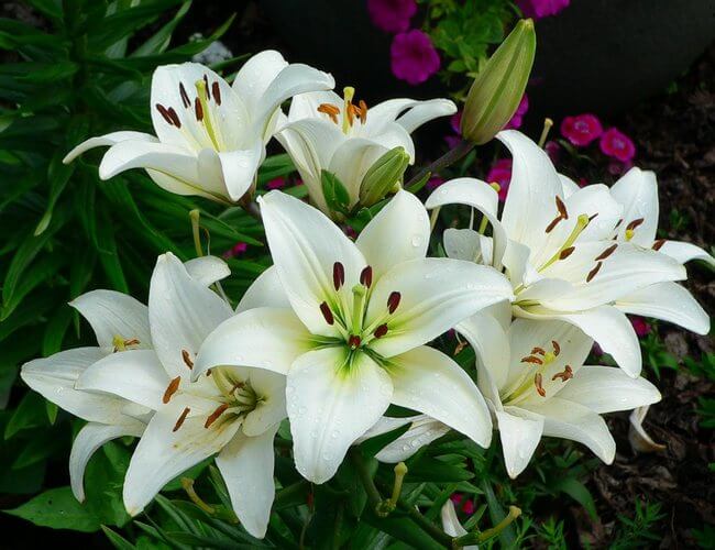national flower of italy: lily