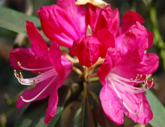 national flower of nepal: rhododendron