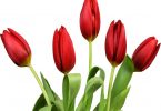 Tulip national flower of netherlands