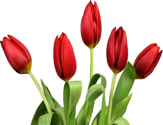 Tulip national flower of netherlands