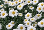 national flower of russia: chamomile