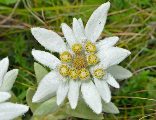 national flower of swtizerland edelweiss