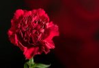 Red carnation: national flower of spain