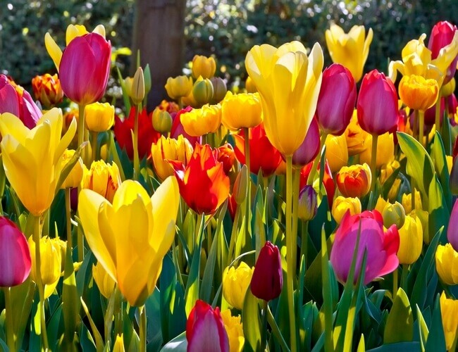 afghanistan national flower: tulip