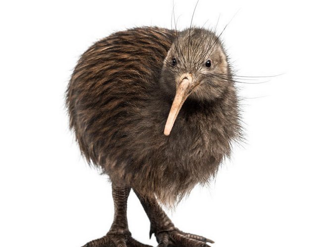 kiwi: The National Animal of New Zealand