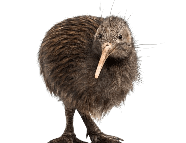 kiwi-national-animal-new-zealand.png