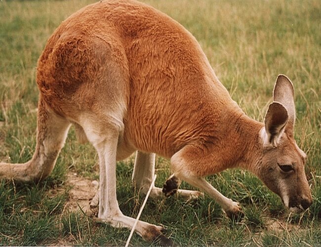Red kangaroo: The National Animal of Australia