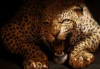 National Animal of Brazil: Jaguar