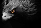 National Animal of Germany: Eagle