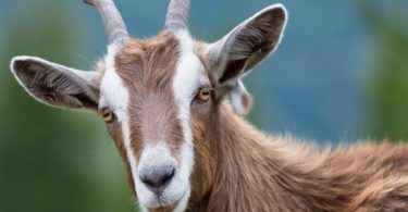National Animal of Iraq Goat