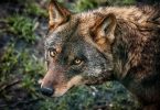 National Animal of Portugal: Iberian Wolf