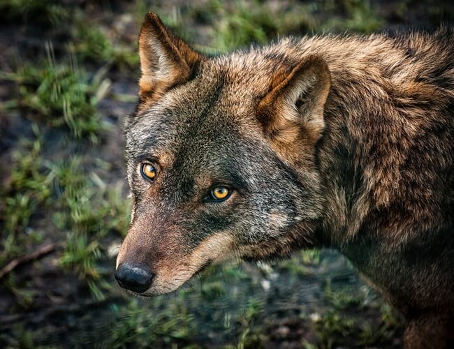 Iberian Wolf: The National Animal of Portugal