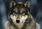 National Animal of Turkey: Gray Wolf