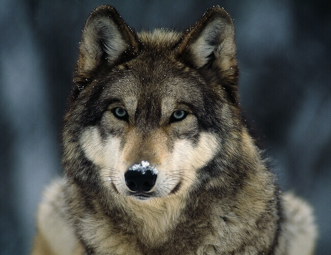National Animal of Turkey: Gray Wolf