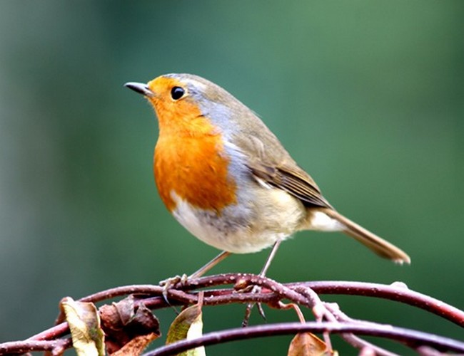 Robin England National Bird