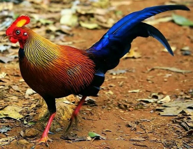 Jungle Fowl: The National Bird of Sri Lanka
