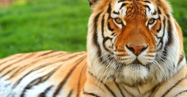 Royal Bengal Tiger National Animal of Bangladesh