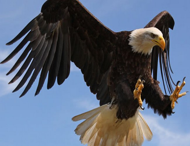 Eagle: The National Bird of Russia