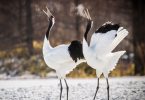 national bird of china red crowned crane