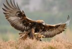 Golden Eagle Scotland Bird