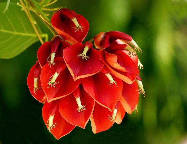 Erythrina Ceibo Flower
