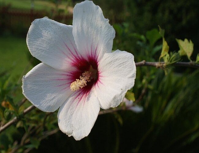 Hibiscus Syriacus Flower