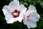 National Flower of South Korea Hibiscus Syriacus