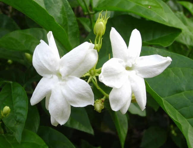 Sampaguita Philippine national flower