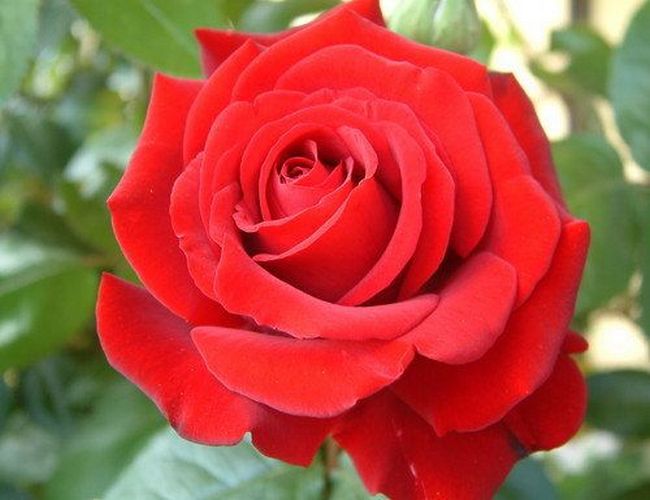 USA National Flower Rose