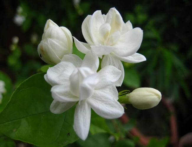 Jasmine The National Flower Of Pakistan