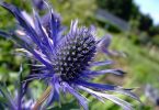 Thistle: national flower of Scotland