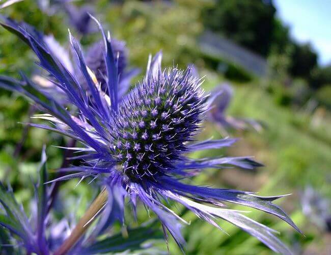 Thistle: national flower of Scotland