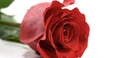 red-rose-iran-flower