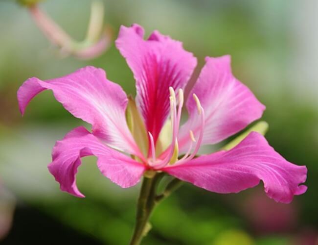 National-Flower-Hong-Kong-Bauhinia-Orchid
