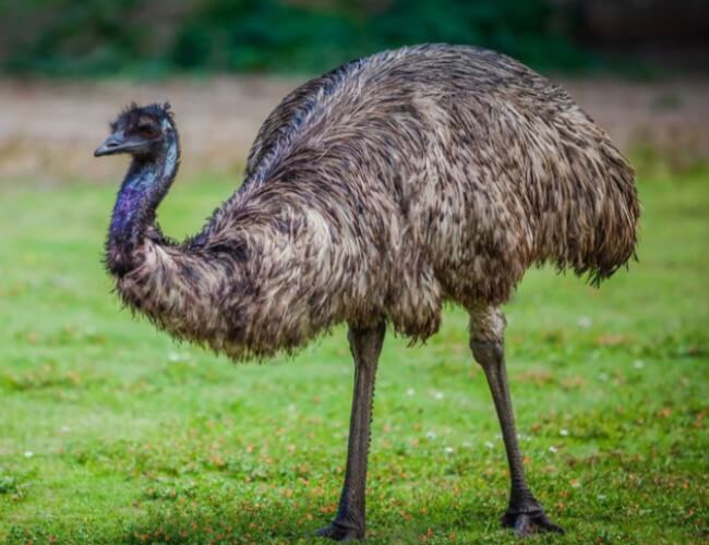 National-Bird-of-Australia-Emu