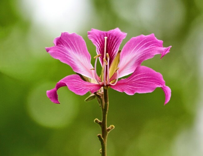 National-Flower-Hong-Kong-Bauhinia 