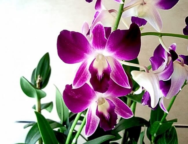 Kenya-National-Flower-Orchid