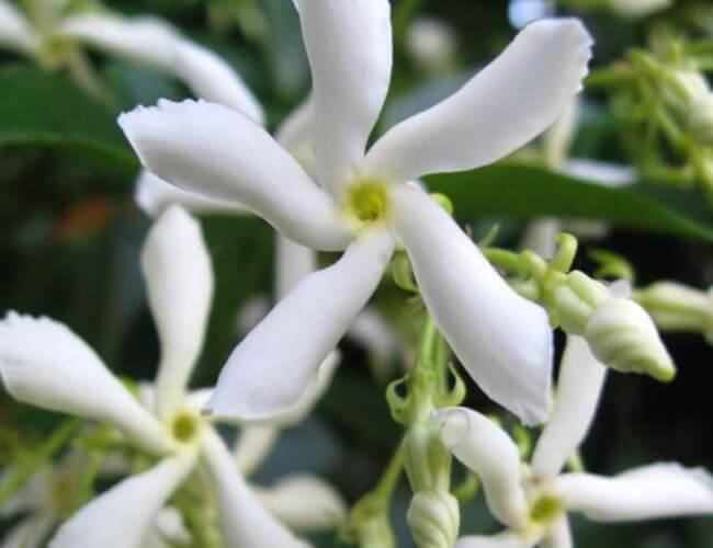 National-Flower-Syria-Jasmine