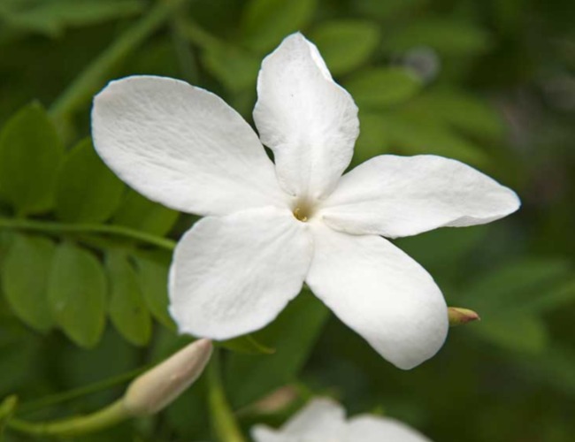 National-Flower-Of-Syria-Jasmine