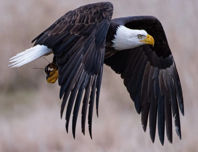 Eagle: Armenia national bird