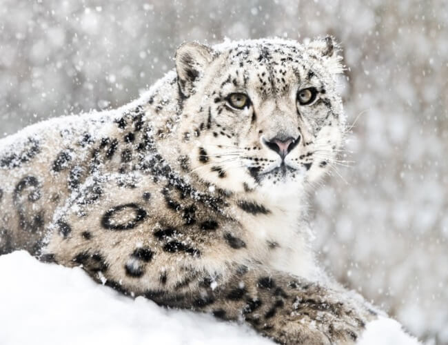 Afghanistan national animal: Snow leopard