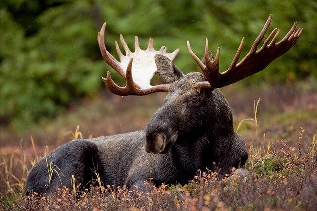 What is the National Animal of Sweden?